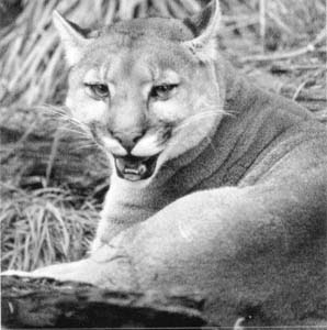 Mountain Lion