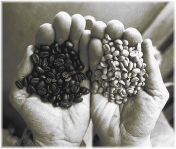 coffee beans