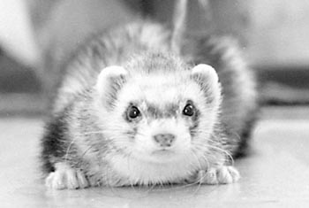 ferret