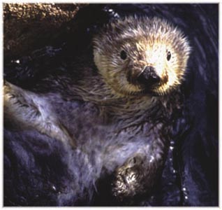 sea otter