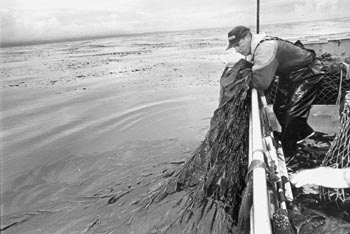 Kelp Fisherman