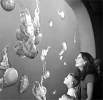 Monterey Bay Aquarium