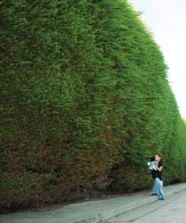 Gretchell Street Hedge