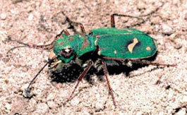 Ohlone Tiger Beetle