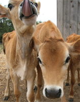 Jersey cows