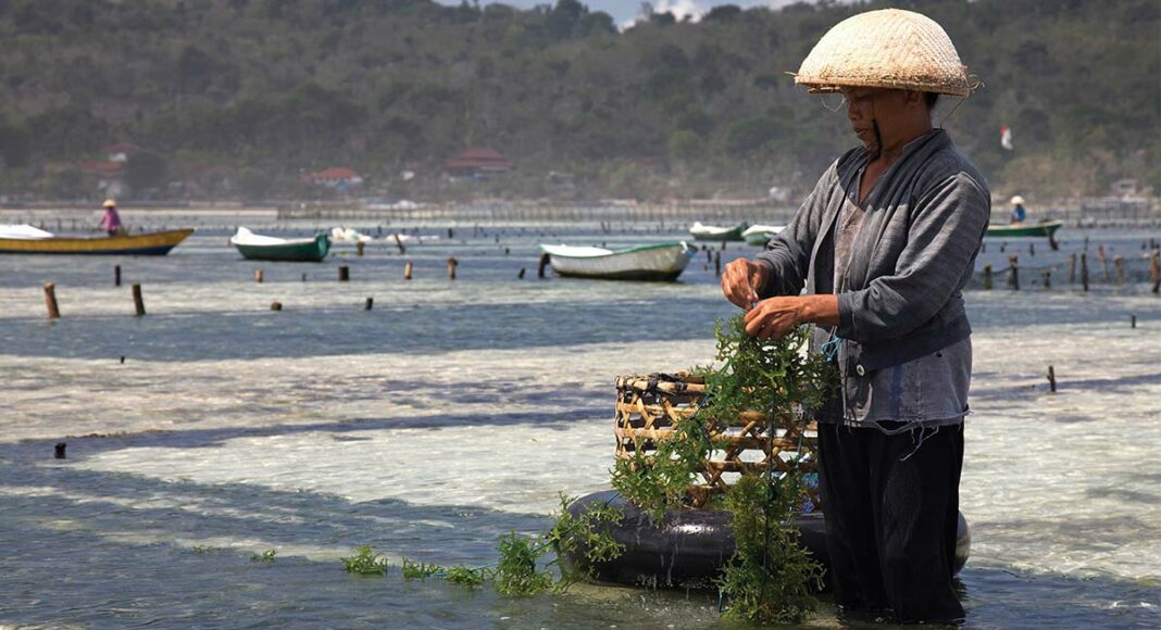 Seaweed farm in Asia