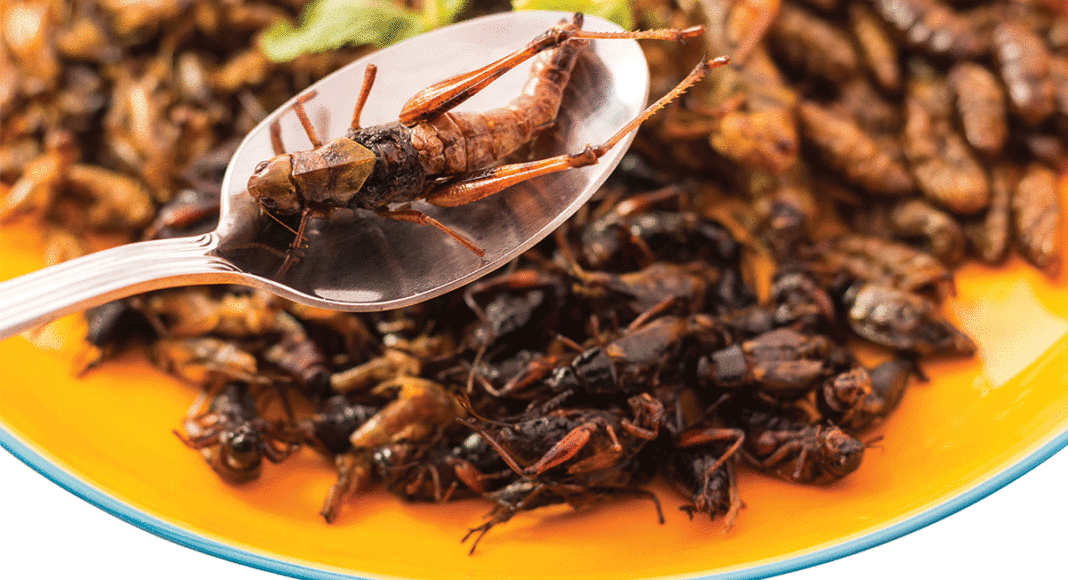 eating bugs crickets
