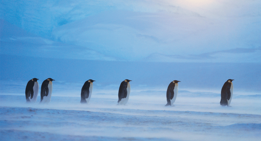 Frans Lanting photographer Antarctic penguins