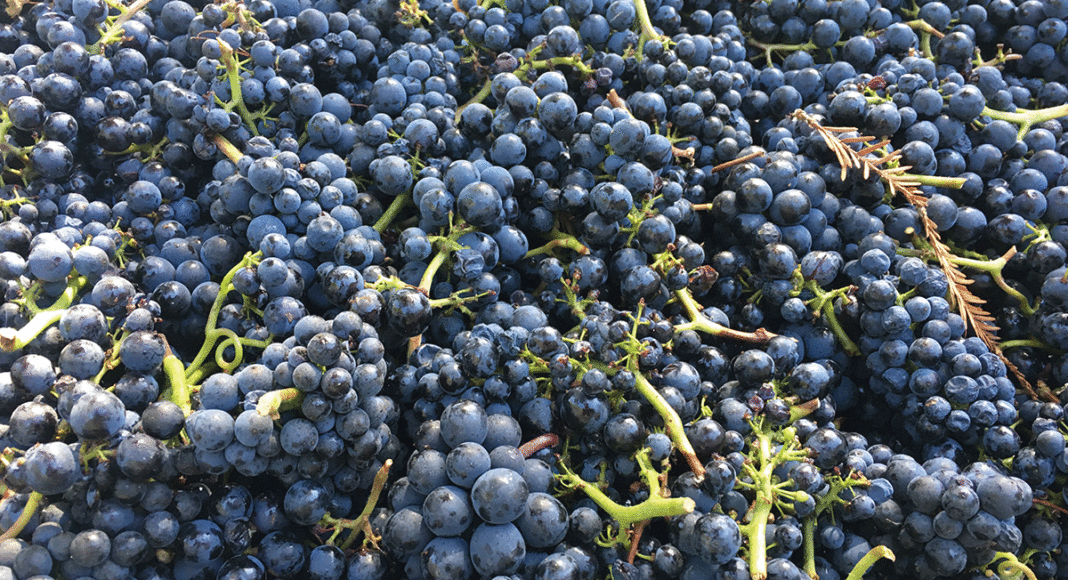 Pinot noir grapes from Armitage Wines