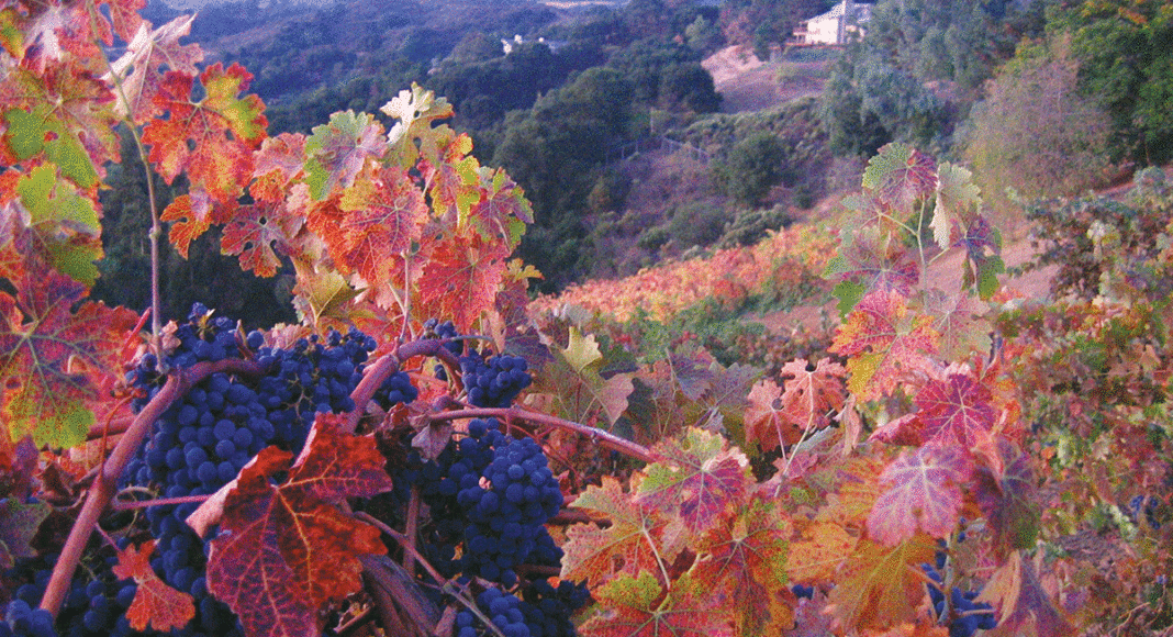 Santa Cruz Mountain Vineyardâ€™s Cabernet 2013