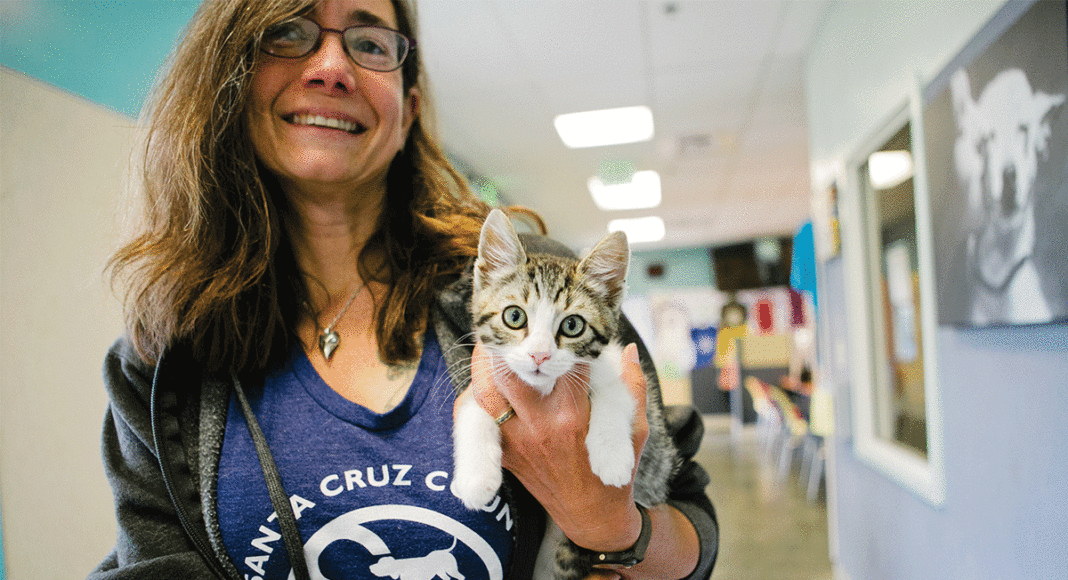 foster cats kitten fostering santa cruz county animal shelter