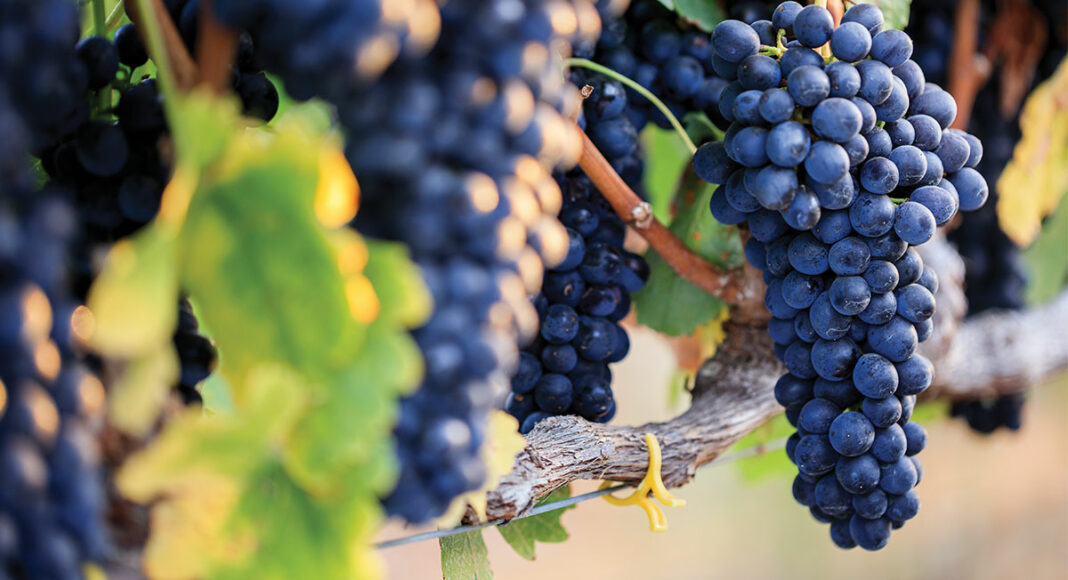 muns vineyard syrah grapes on the vine