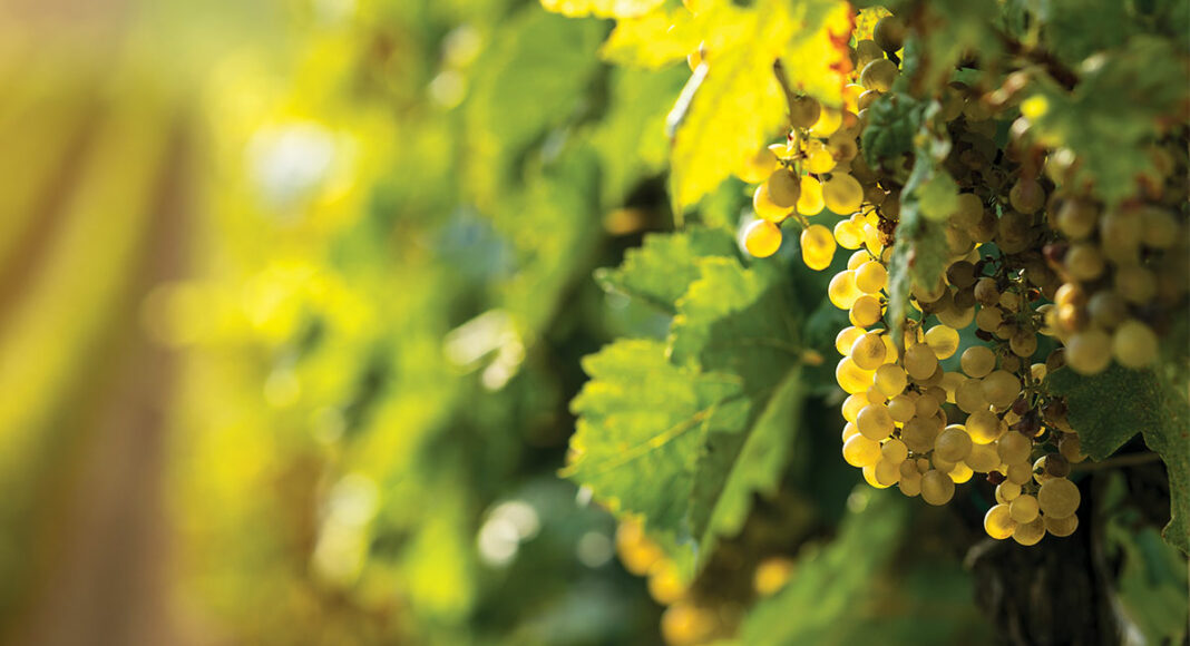 Pacific Redwood winery organic Chardonnay