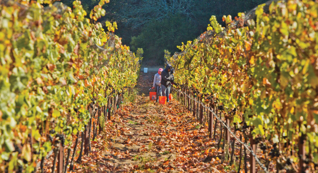 Sauvignon Blanc Storrs Winery vineyard