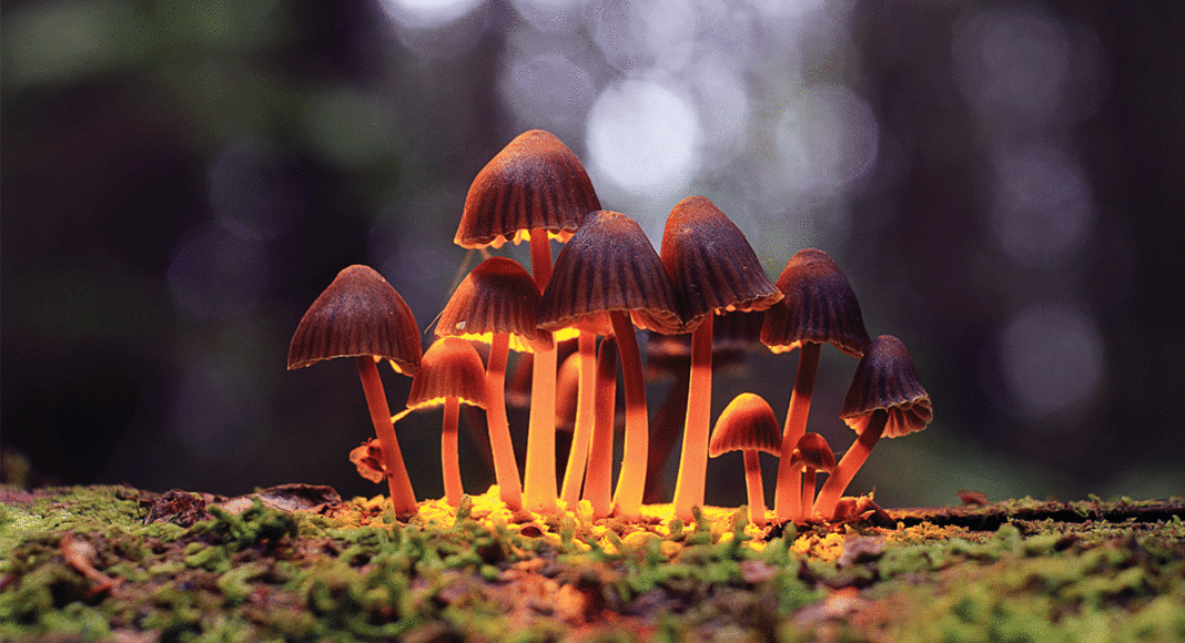 legalize shroom magic mushrooms psilocybin