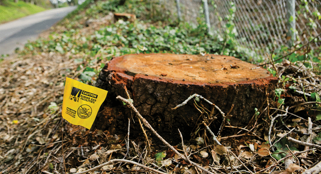 tree removal PG&E Ocean Street Extension Santa Cruz tree stump