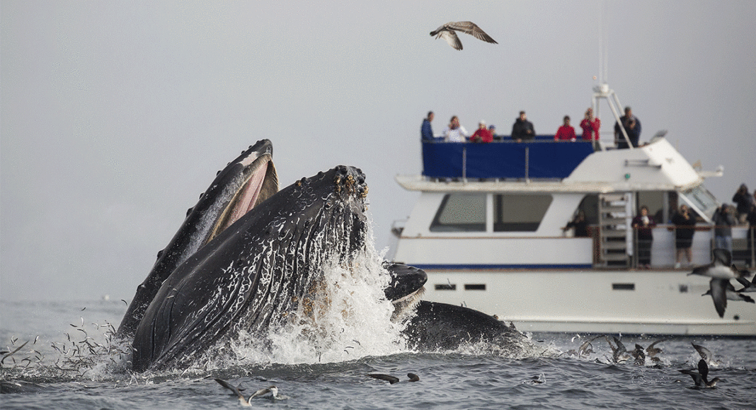 humpback whale Monterey Bay National Marine Sanctuary Foundation