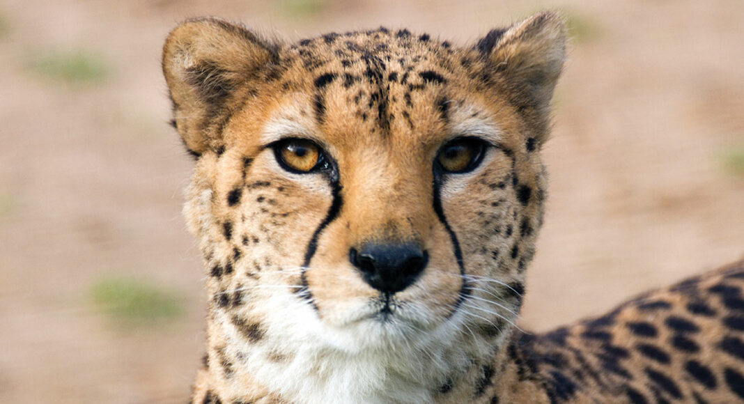 cheetah