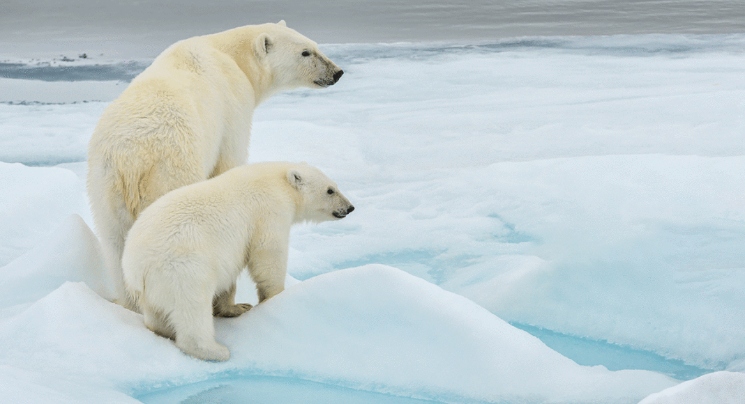 polar bears climate change