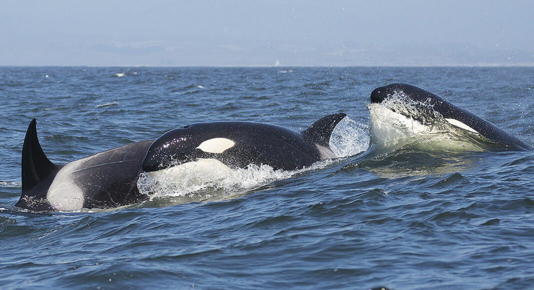 orca Monterey Bay whales
