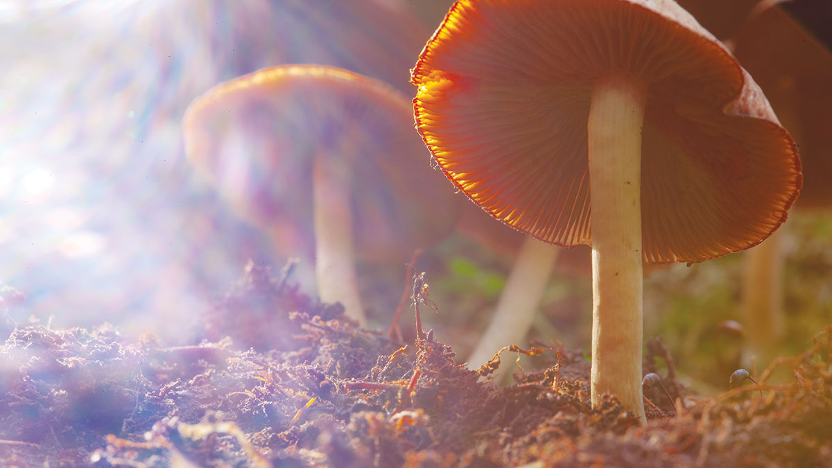 Growing Psychedelic Mushrooms in Texas