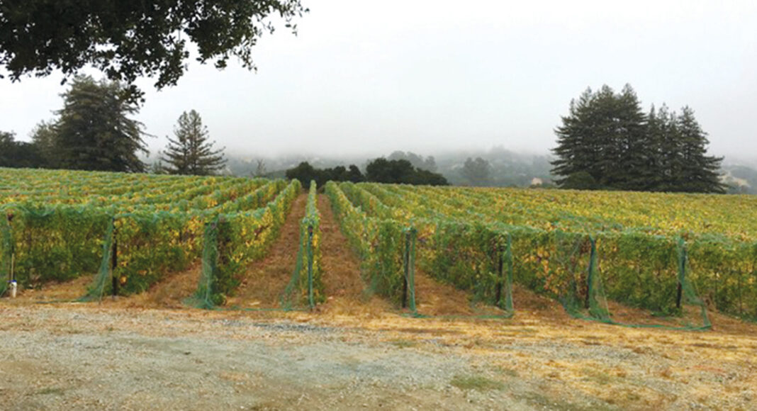 Gali Vineyards turns out an impressive Tempranillo. PHOTO: COURTESY OF SONNET WINE CELLARS