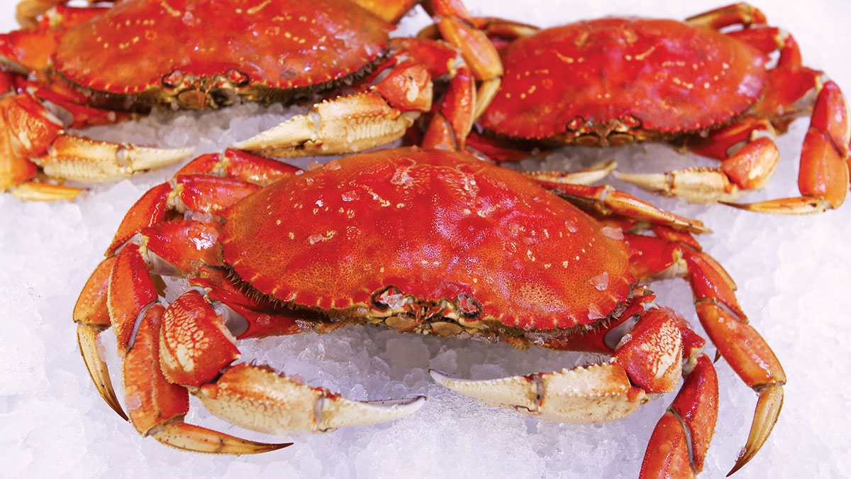 Better Late Than Never Dungeness Crabs Arrive at Staff of Life