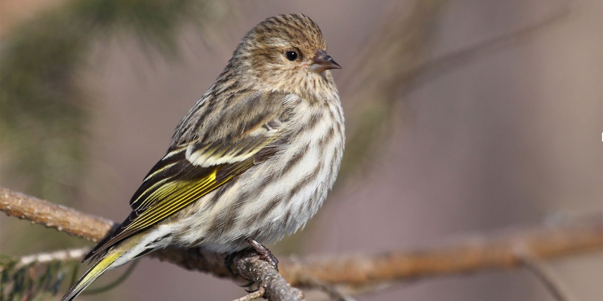 Songbirds in Santa Cruz County Face Their Own Epidemic