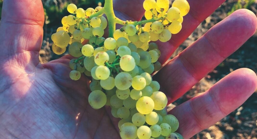 birichino-grapes