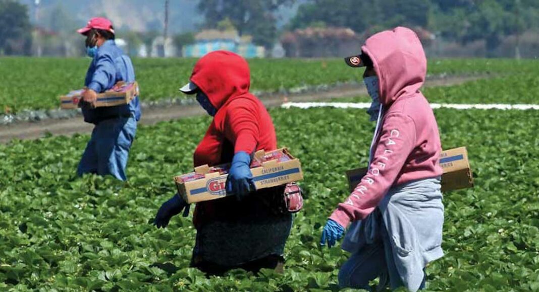 strawberry-workers