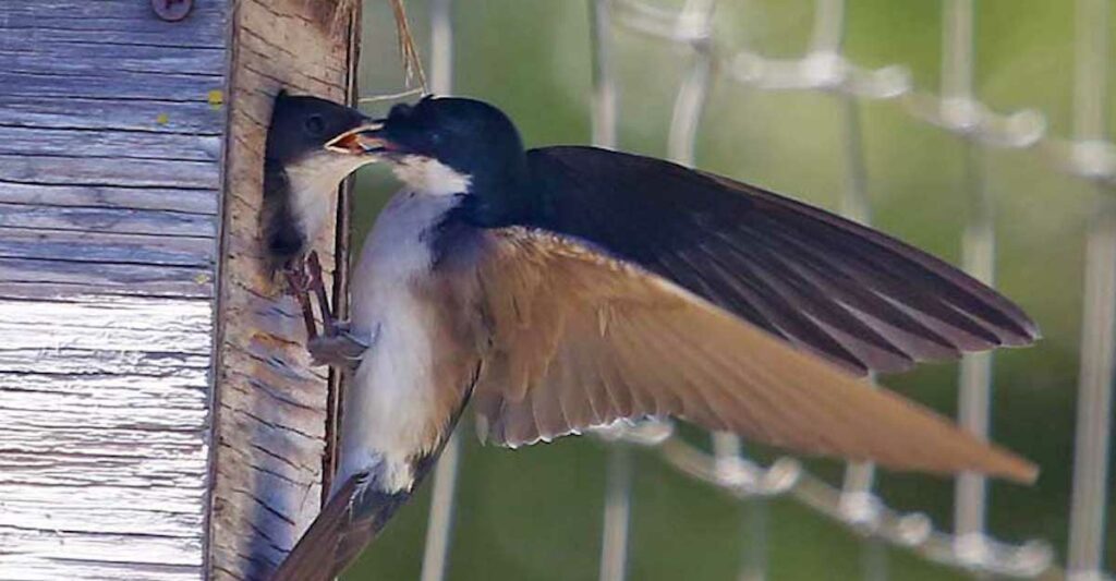 Organization Aims To Integrate Beneficial Songbirds On Farms | Good Times