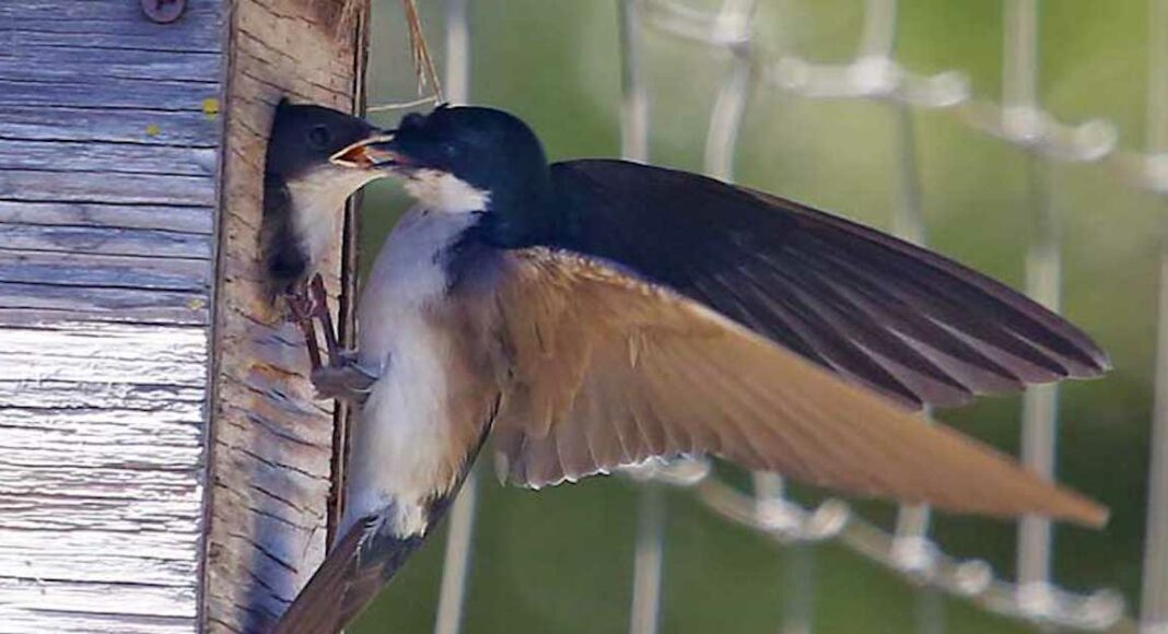 tree-swallow