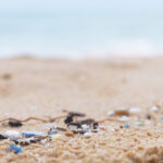 Image for display with article titled Microplastics Found Inside Monterey Bay Sealife