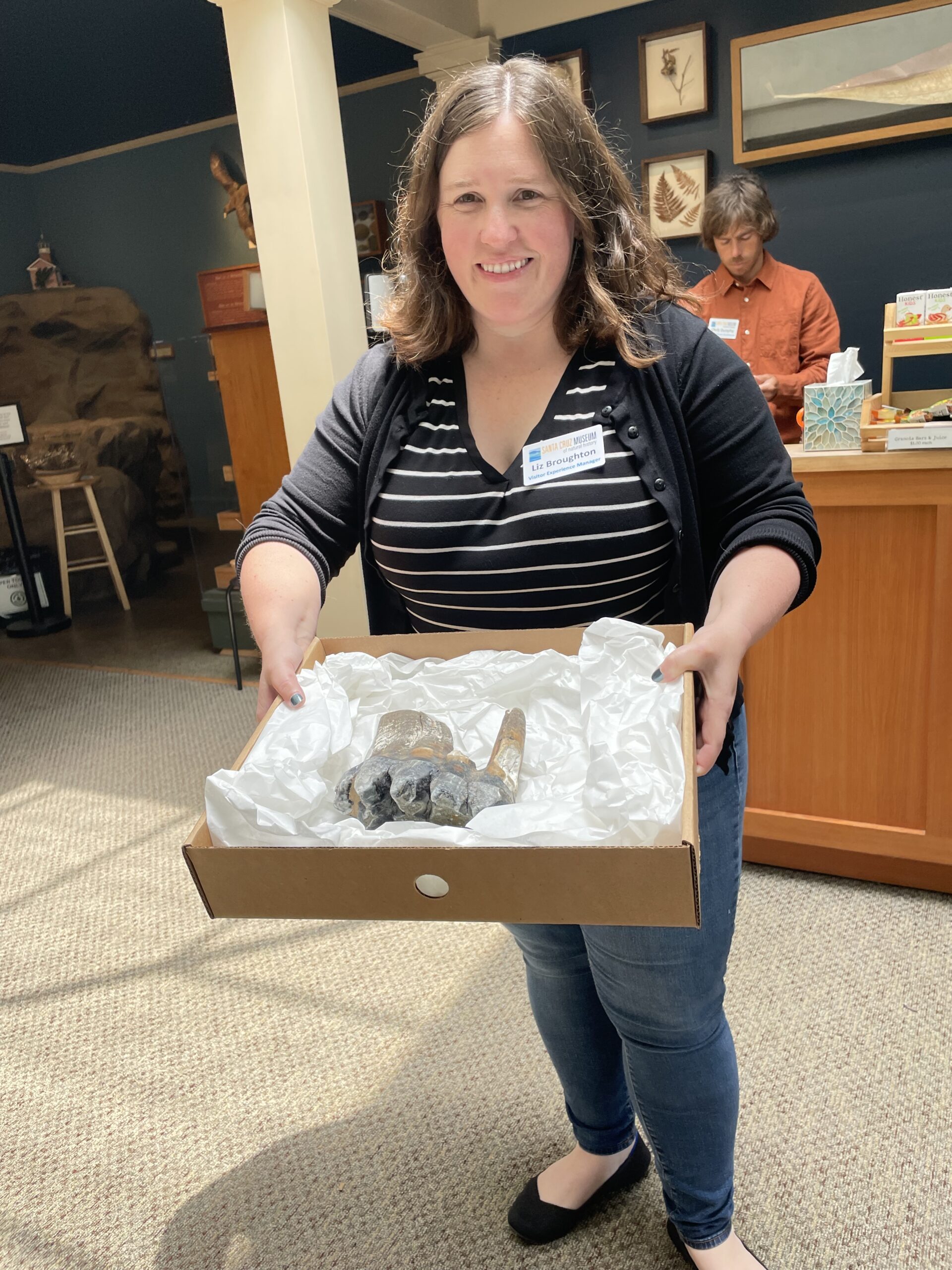 Mastodon Tooth Discovered in Santa Cruz Good Times