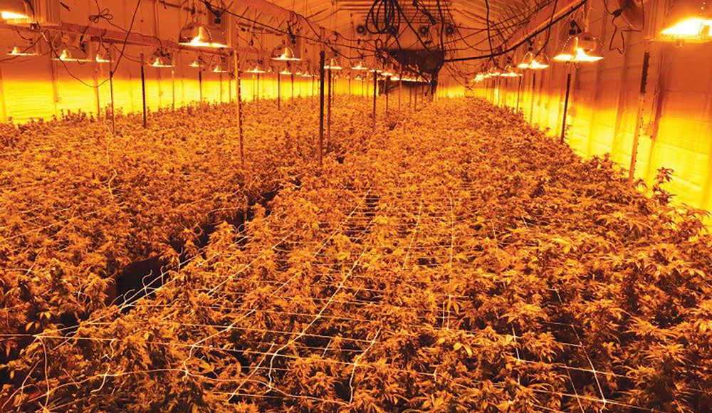 the illicit cannabis industry, including the unlicensed grow shown here, ‘undercuts the regulated cannabis market.