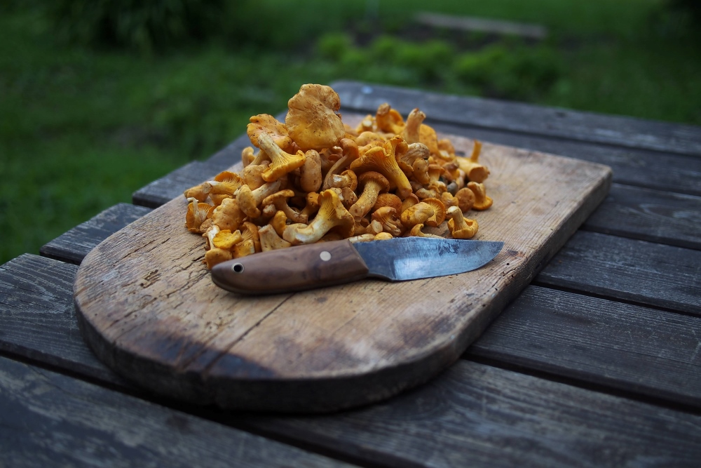 Fungus Fair A Half Century of Mushrooms Good Times