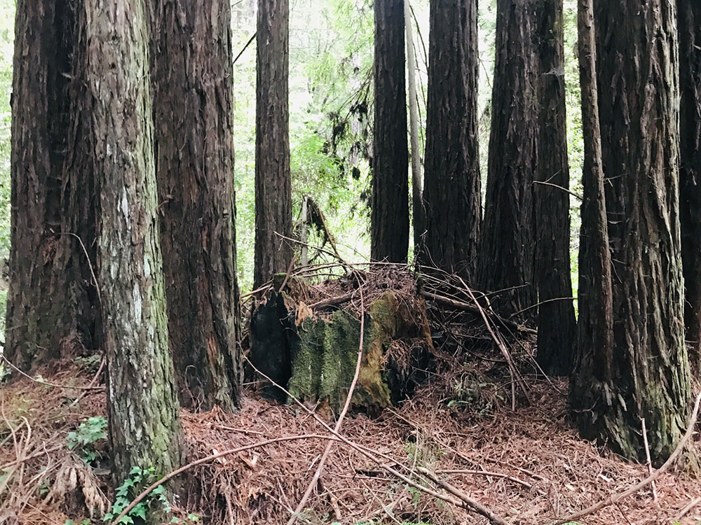 Fairy ring (old stump surrounded by younger trees) in a redwood forest