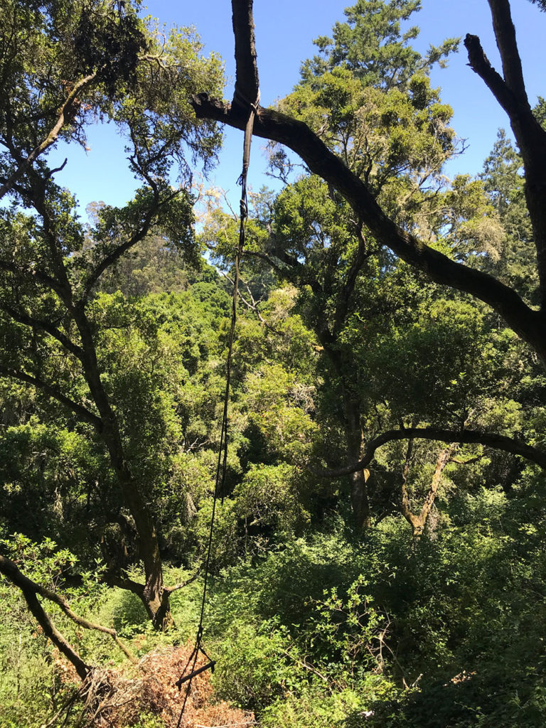 Rope hanging from an oak tree limb in an overgrown forest