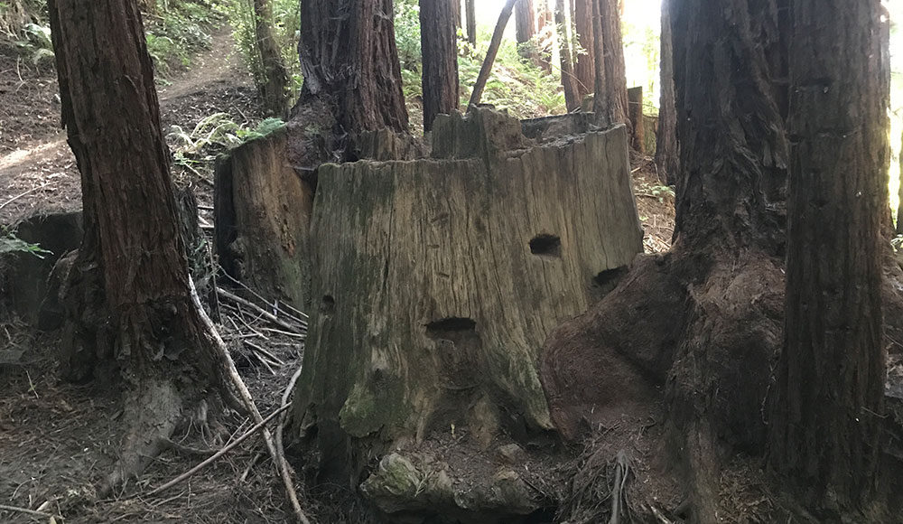 Fairy ring (big trunk with smaller redwoods around it)