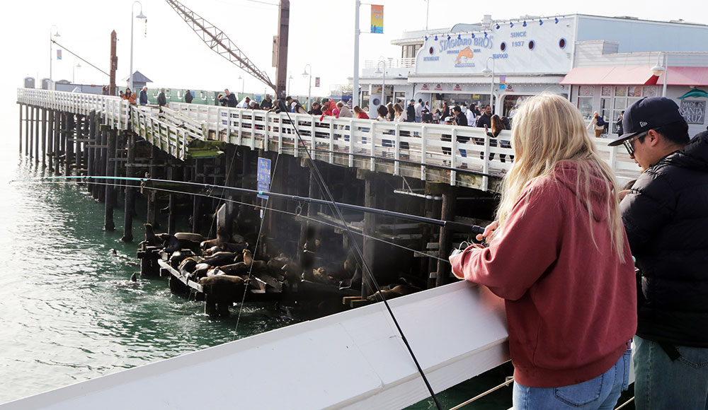 People on a wharf with sea lions on a platform below them